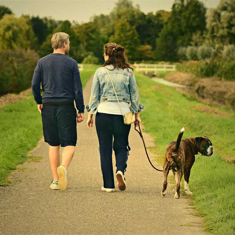 couple walking a dog to illustrate testosterone facts